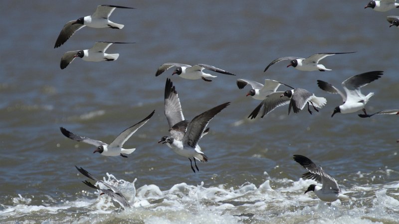 Laughing Gulls High Island_2010_04_24_3837.JPG